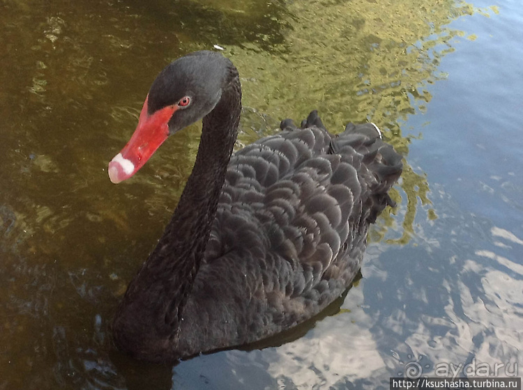 Ган Гуру — австралийский зоопарк в Израиле
