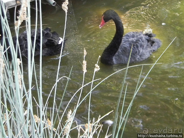 Ган Гуру — австралийский зоопарк в Израиле