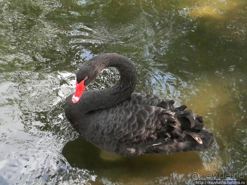 Ган Гуру — австралийский зоопарк в Израиле