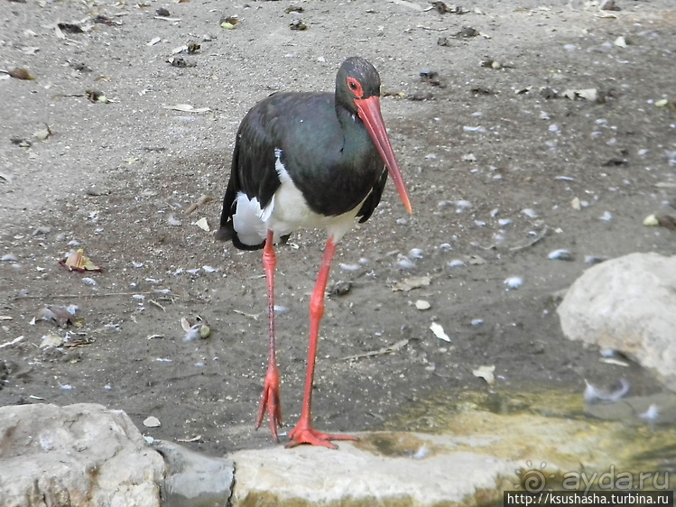 Ган Гуру — австралийский зоопарк в Израиле