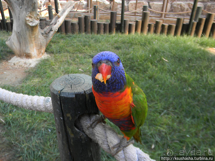 Ган Гуру — австралийский зоопарк в Израиле