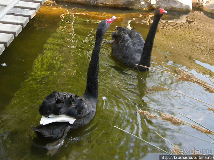 Ган Гуру — австралийский зоопарк в Израиле