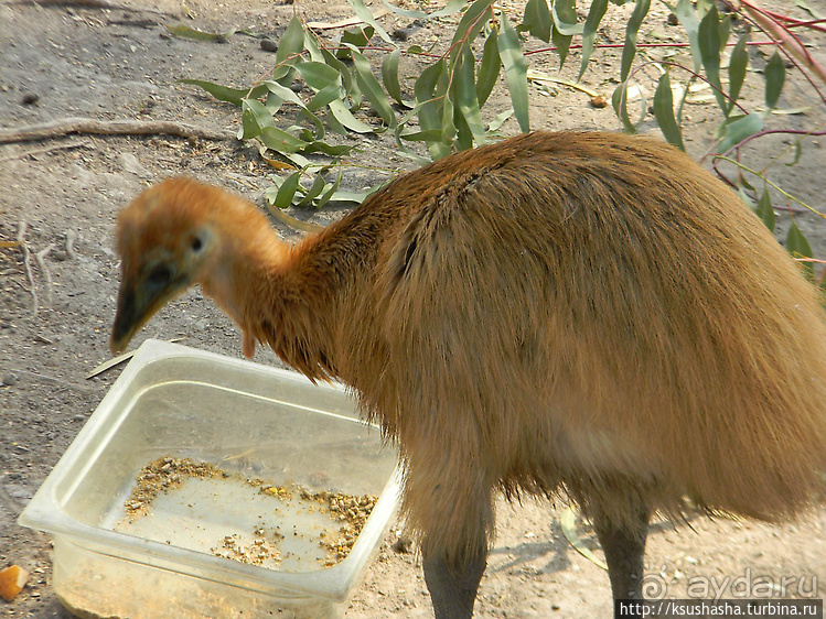Ган Гуру — австралийский зоопарк в Израиле