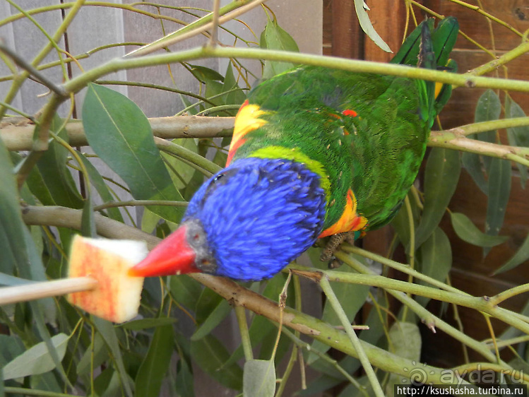 Ган Гуру — австралийский зоопарк в Израиле
