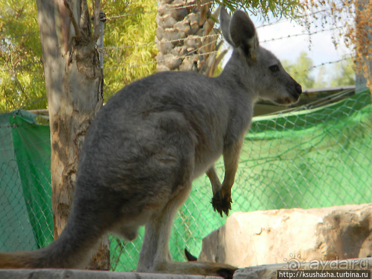 Ган Гуру — австралийский зоопарк в Израиле
