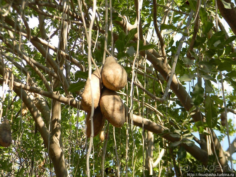 Ган Гуру — австралийский зоопарк в Израиле