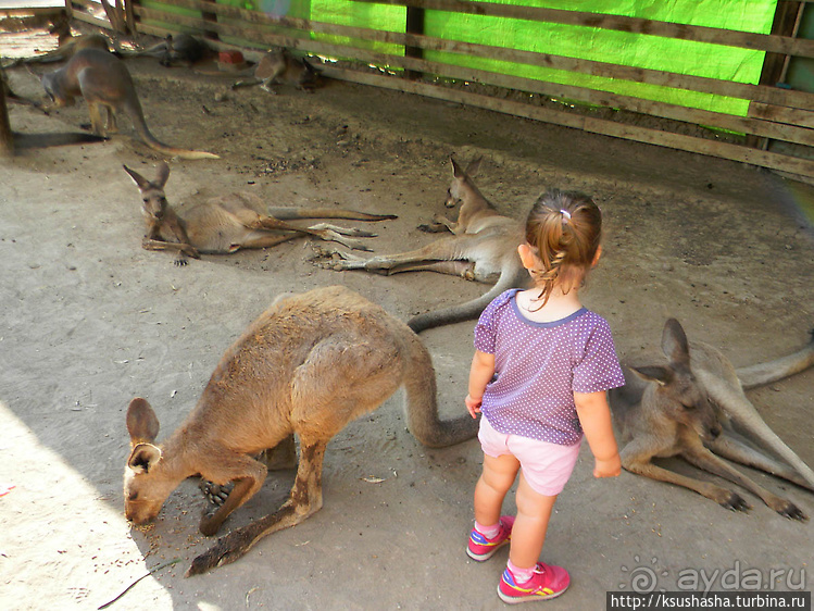 Ган Гуру — австралийский зоопарк в Израиле