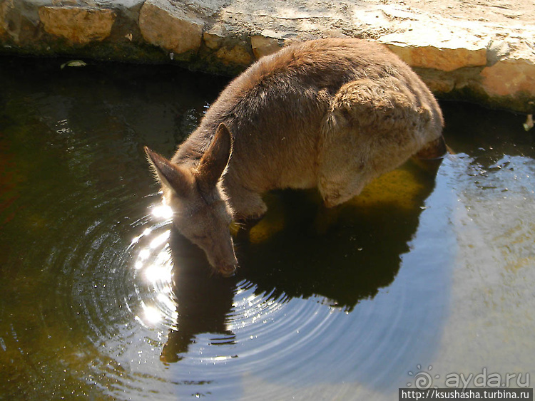 Ган Гуру — австралийский зоопарк в Израиле