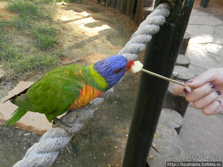 Ган Гуру — австралийский зоопарк в Израиле
