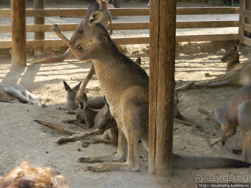 Ган Гуру — австралийский зоопарк в Израиле