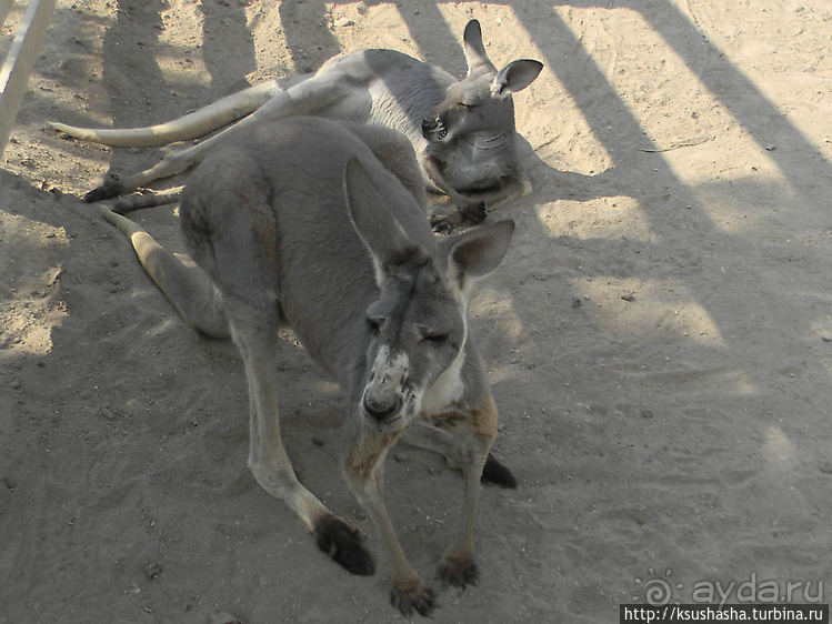 Ган Гуру — австралийский зоопарк в Израиле