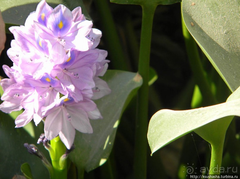Ган Гуру — австралийский зоопарк в Израиле