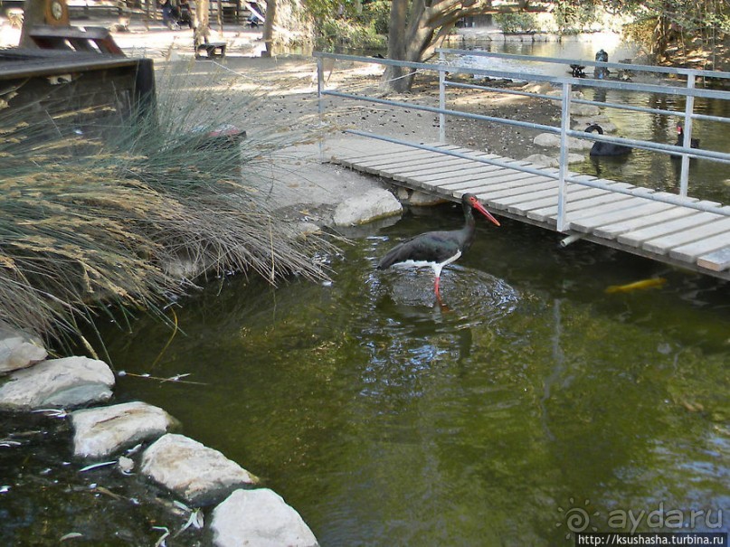 Ган Гуру — австралийский зоопарк в Израиле