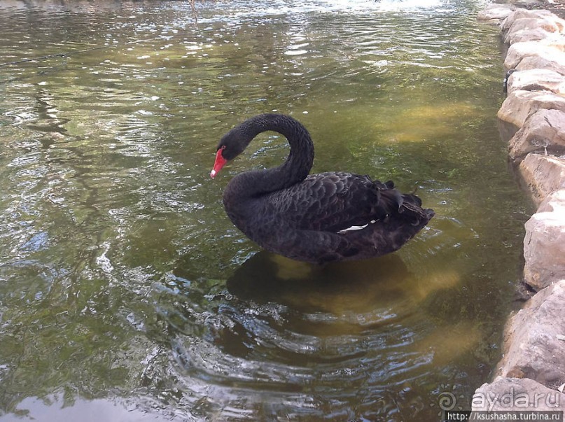Ган Гуру — австралийский зоопарк в Израиле