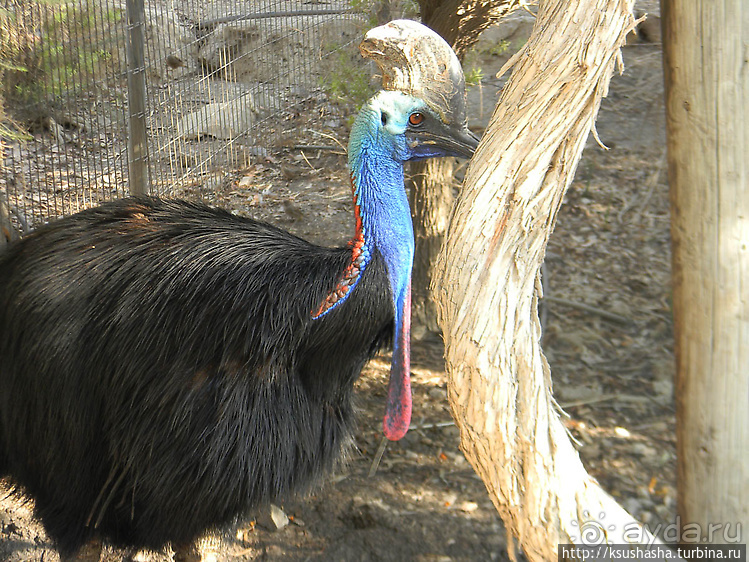 Ган Гуру — австралийский зоопарк в Израиле