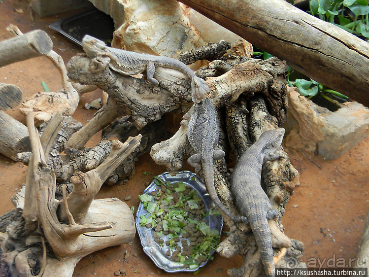 Ган Гуру — австралийский зоопарк в Израиле