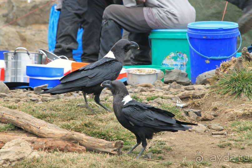 На белой крыше черного континента