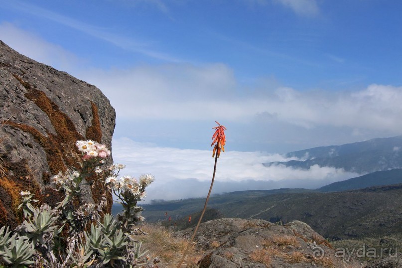 На белой крыше черного континента