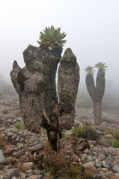 На белой крыше черного континента