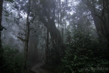 На белой крыше черного континента