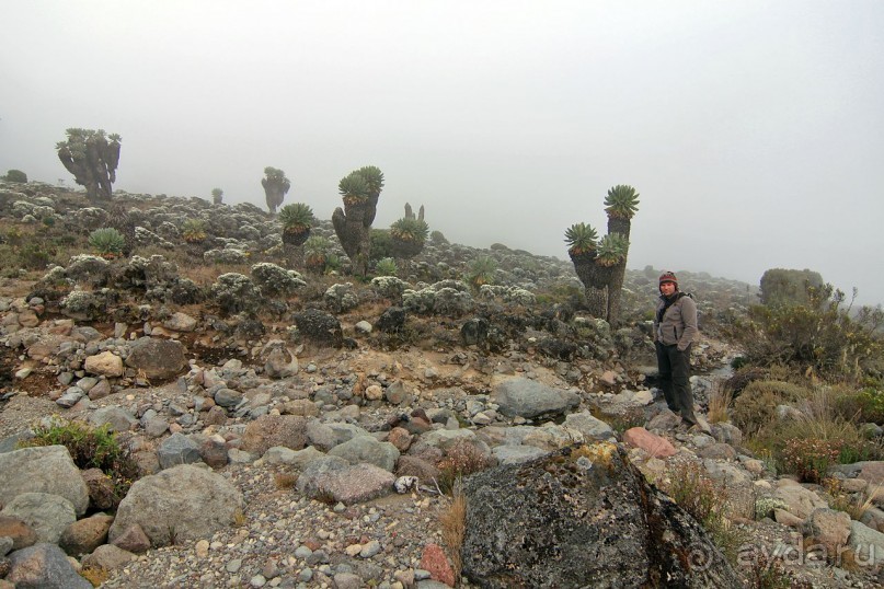 На белой крыше черного континента