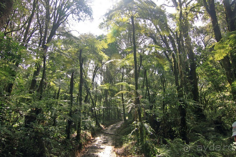 На белой крыше черного континента