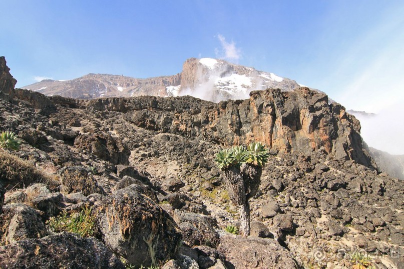 На белой крыше черного континента