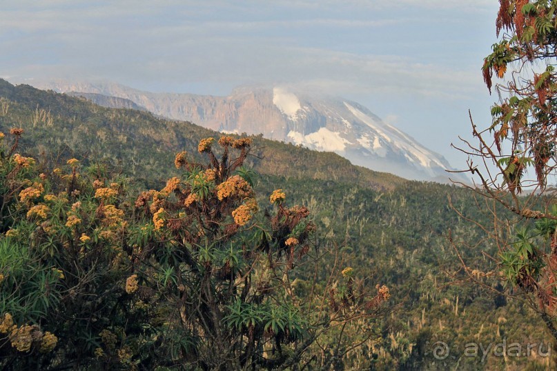 На белой крыше черного континента