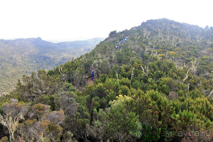 На белой крыше черного континента