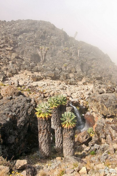 На белой крыше черного континента