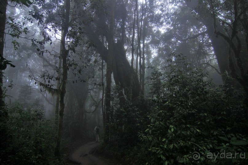 На белой крыше черного континента
