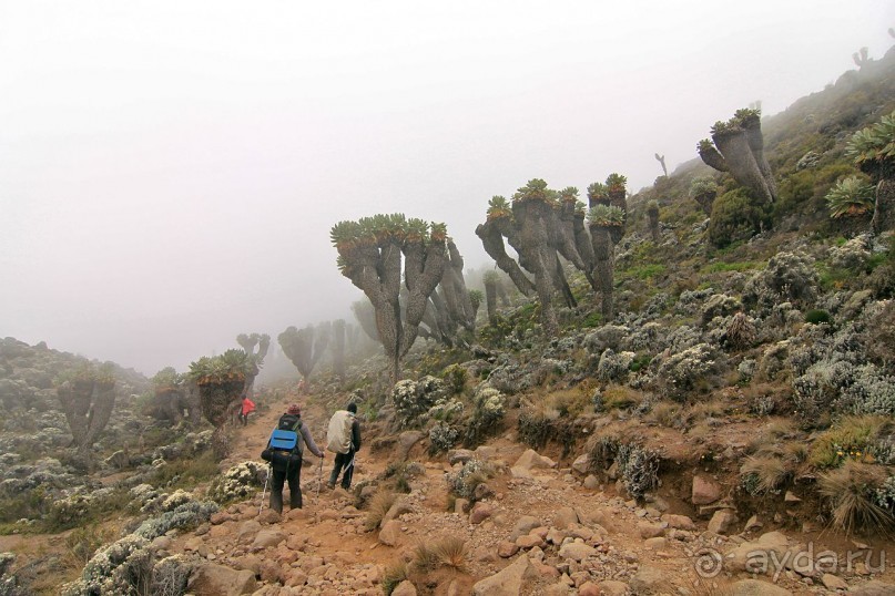 На белой крыше черного континента