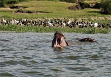 Сафари в Уганде