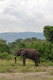 Сафари в Уганде