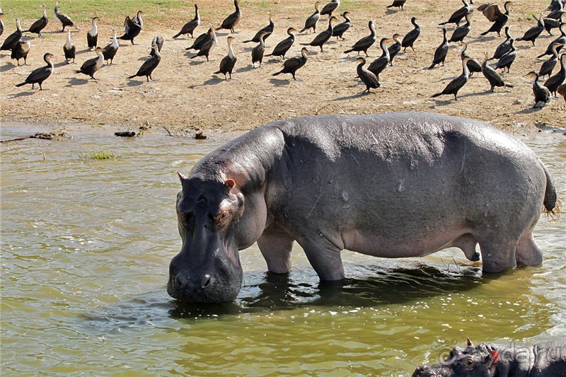 Сафари в Уганде