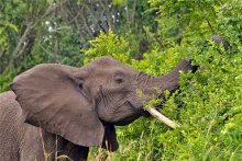 Сафари в Уганде