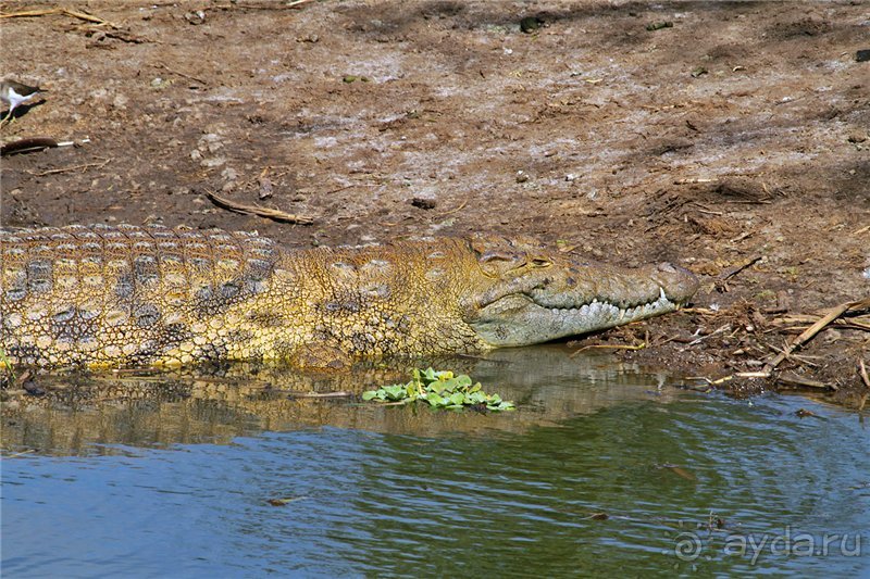 Сафари в Уганде