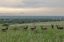 Сафари в Уганде
