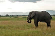 Сафари в Уганде