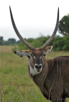 Сафари в Уганде