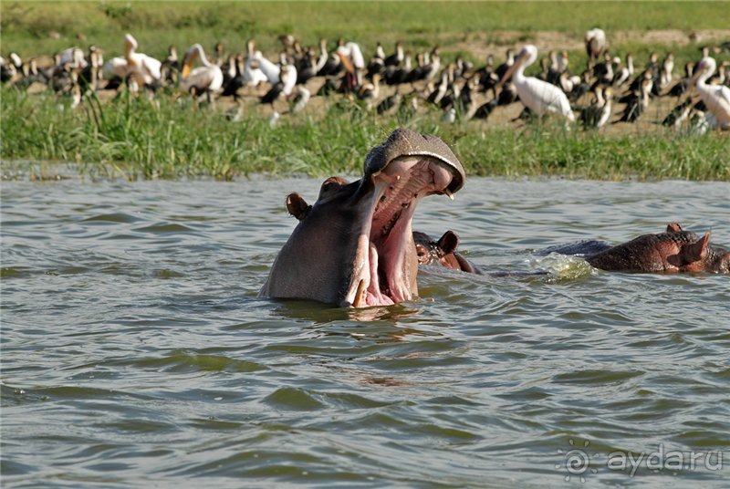 Сафари в Уганде
