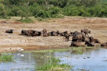 Сафари в Уганде