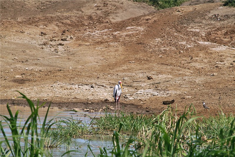 Сафари в Уганде