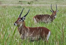 Сафари в Уганде