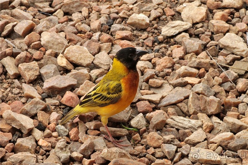 Сафари в Уганде