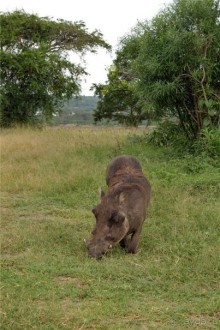Сафари в Уганде