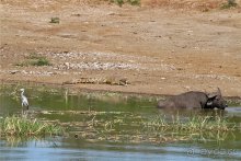 Сафари в Уганде