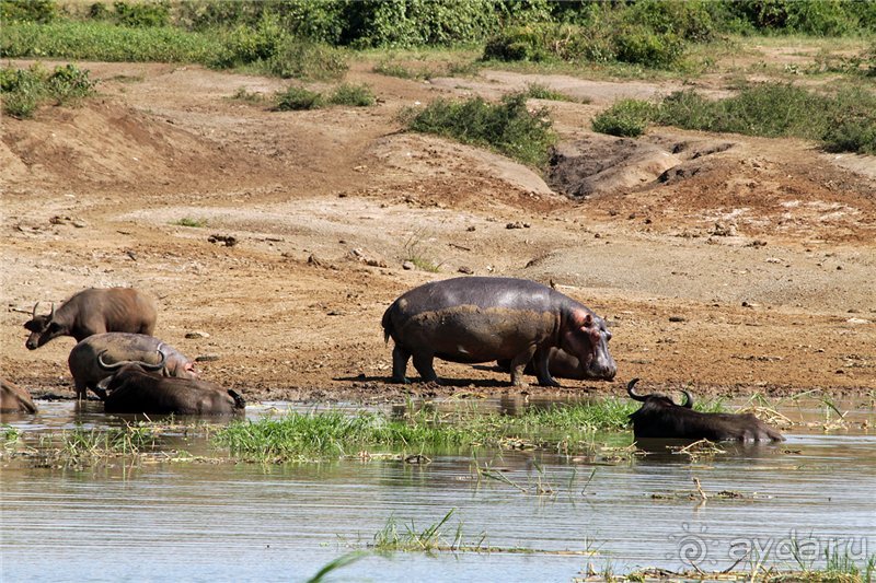 Сафари в Уганде