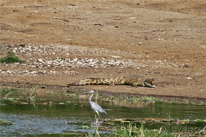 Сафари в Уганде