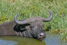 Сафари в Уганде